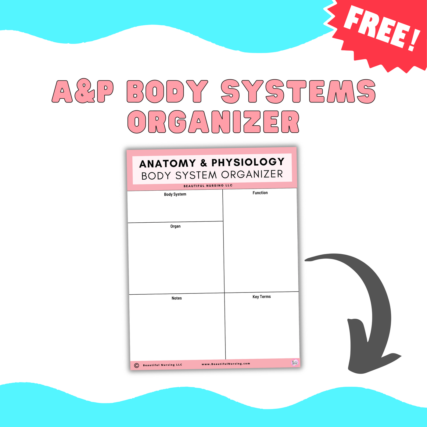 A&P Body Systems Organizer